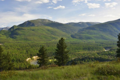 Forest Crowne